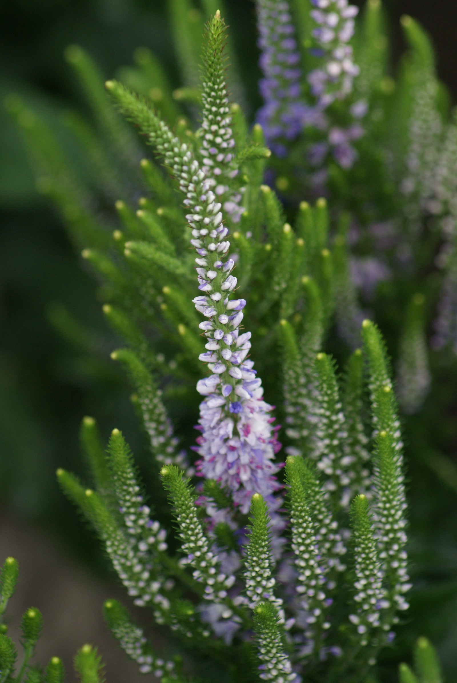 Veronica x Bicolor Explosion PP25924 Speedwell