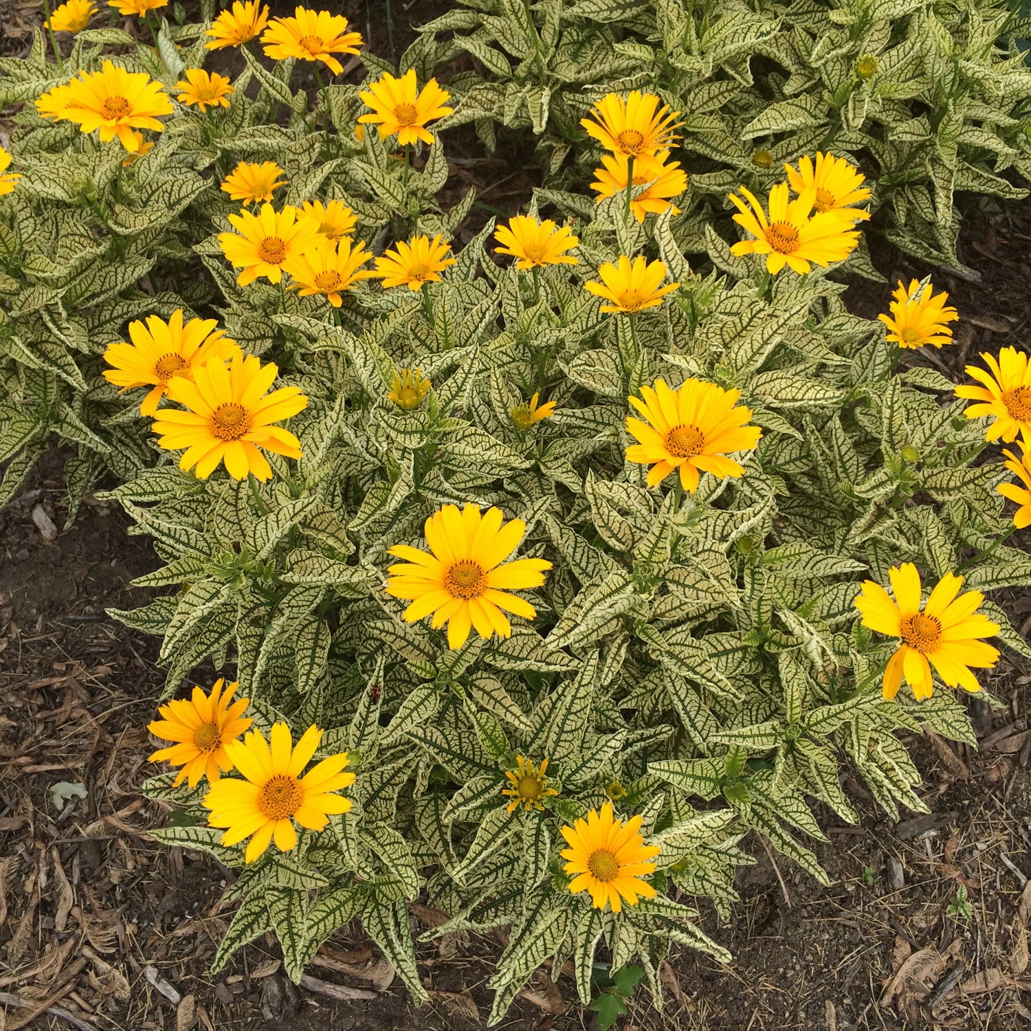 Heliopsis helianthoides Sunstruck PP25524, CPBR5153 Sunstruck Sunflower