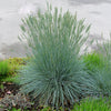 Festuca glauca Beyond Blue Casca11 PP23307 Beyond Blue Fescue