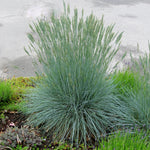 Festuca glauca Beyond Blue Casca11 PP23307 Beyond Blue Fescue