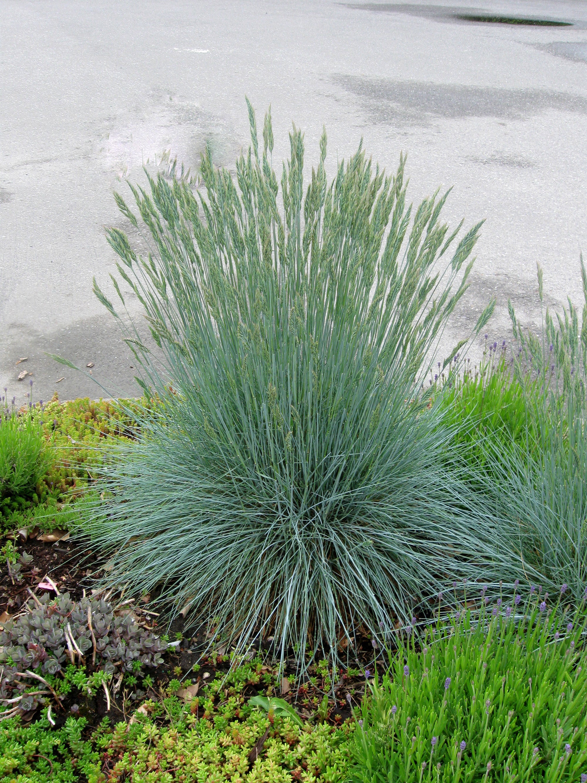 Festuca glauca Beyond Blue Casca11 PP23307 Beyond Blue Fescue