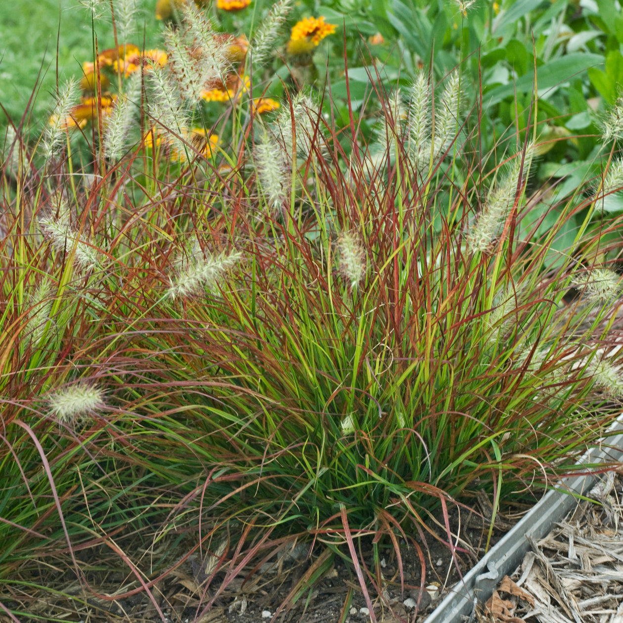 Pennisetum alopecuroides Burgundy Bunny PP21917 Dwarf Fountain Grass