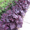 Heuchera x Plum Pudding COPF Coral Bells