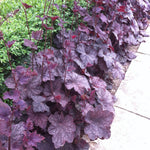 Heuchera x Plum Pudding COPF Coral Bells