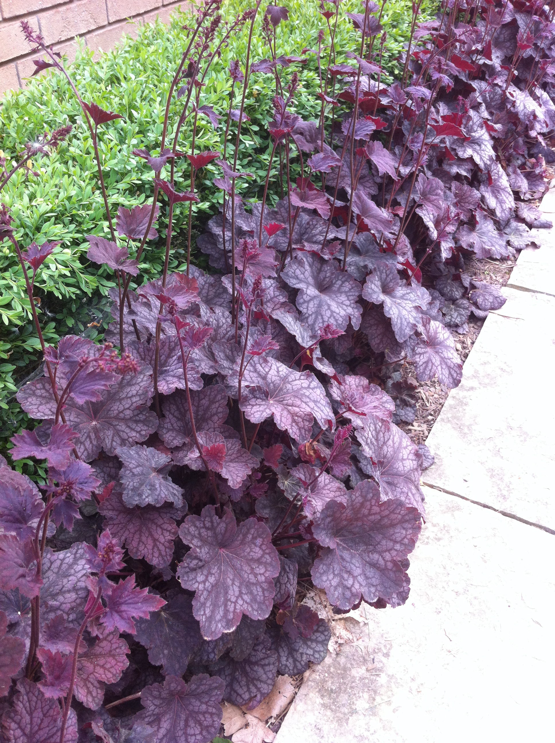 Heuchera x Plum Pudding COPF Coral Bells