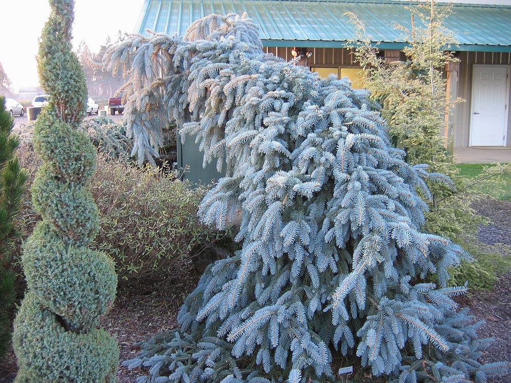 Picea pungens The Blues Weeping Blue Spruce