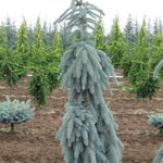 Picea pungens Slenderina Glauca Slenderina Pendula Slenderina Weeping Blue Spruce