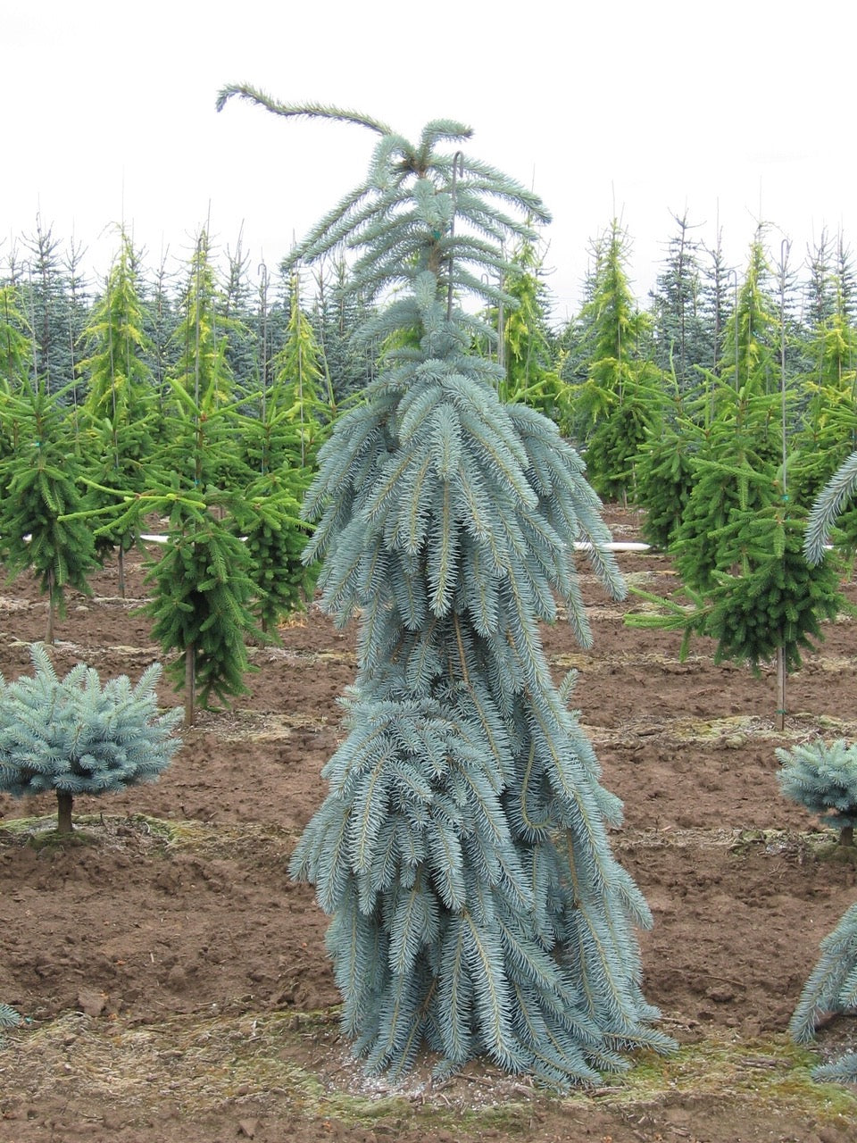 Picea pungens Slenderina Glauca Slenderina Pendula Slenderina Weeping Blue Spruce