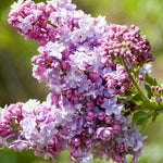 Syringa x vulgaris President Grevy French Hybrid Lilac