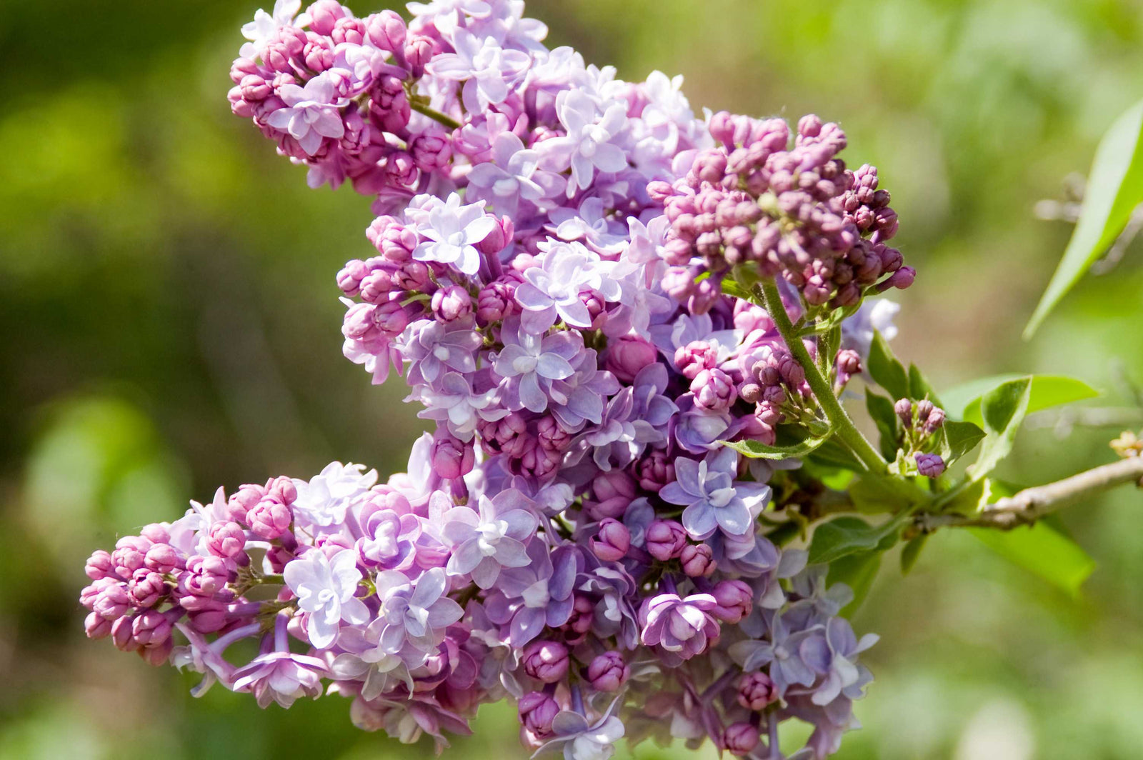 Syringa x vulgaris President Grevy French Hybrid Lilac