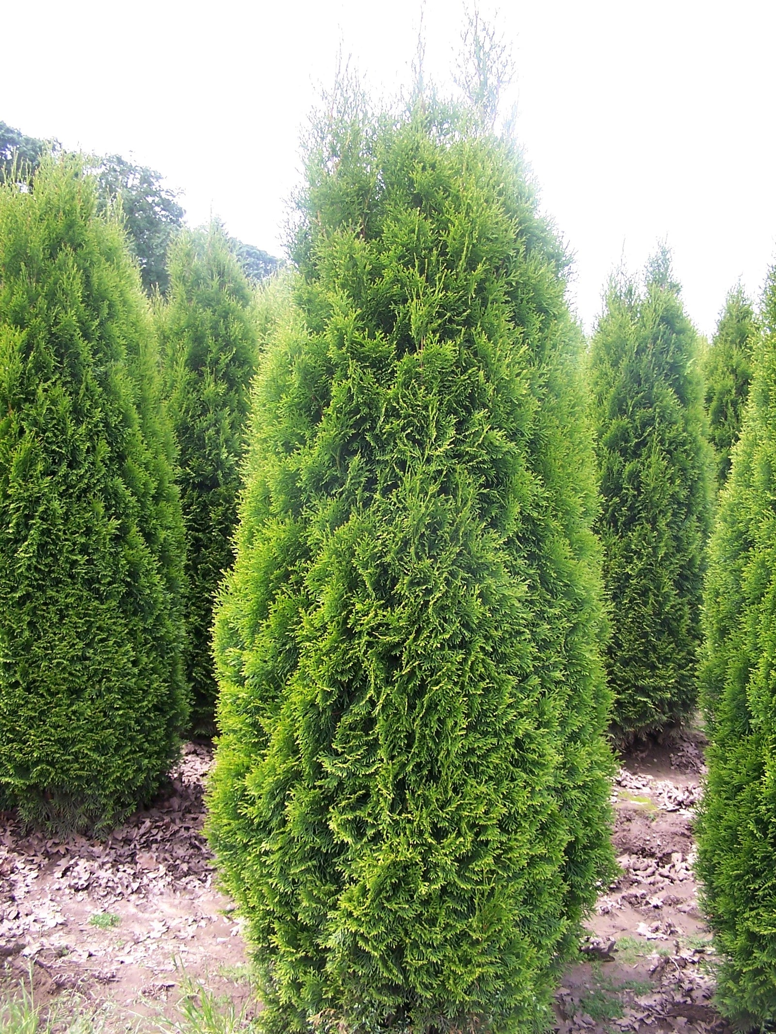 Thuja occidentalis Brandon Brandon Pyramidal Cedar