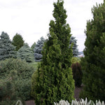 Thuja occidentalis Zmatlik Zmatlik Cedar