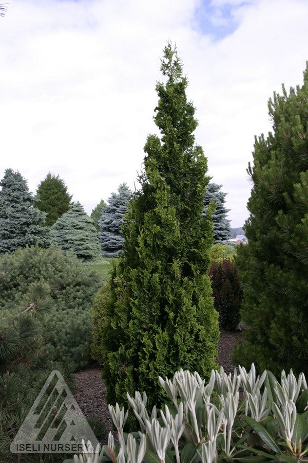 Thuja occidentalis Zmatlik Zmatlik Cedar