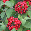 Viburnum x Red Balloon Redell PP24227, CPBR4913 Red Balloon Viburnum