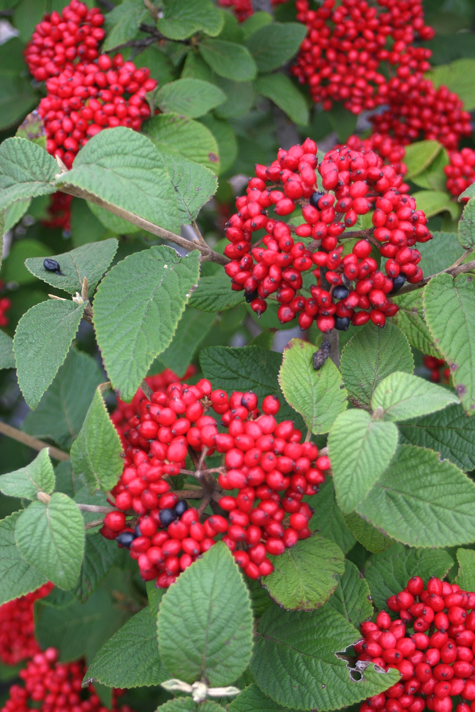 Viburnum x Red Balloon Redell PP24227, CPBR4913 Red Balloon Viburnum