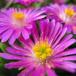 Delosperma cooperi Jewel of the Desert Opal DSAB13 1 Jewel of the Desert Opal Ice Plant