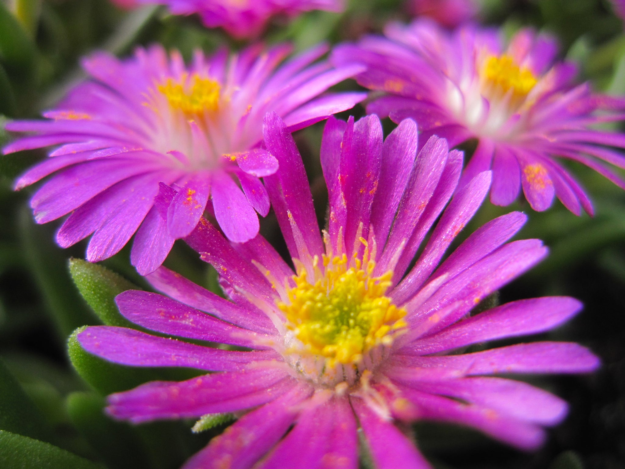 Delosperma cooperi Jewel of the Desert Opal DSAB13 1 Jewel of the Desert Opal Ice Plant