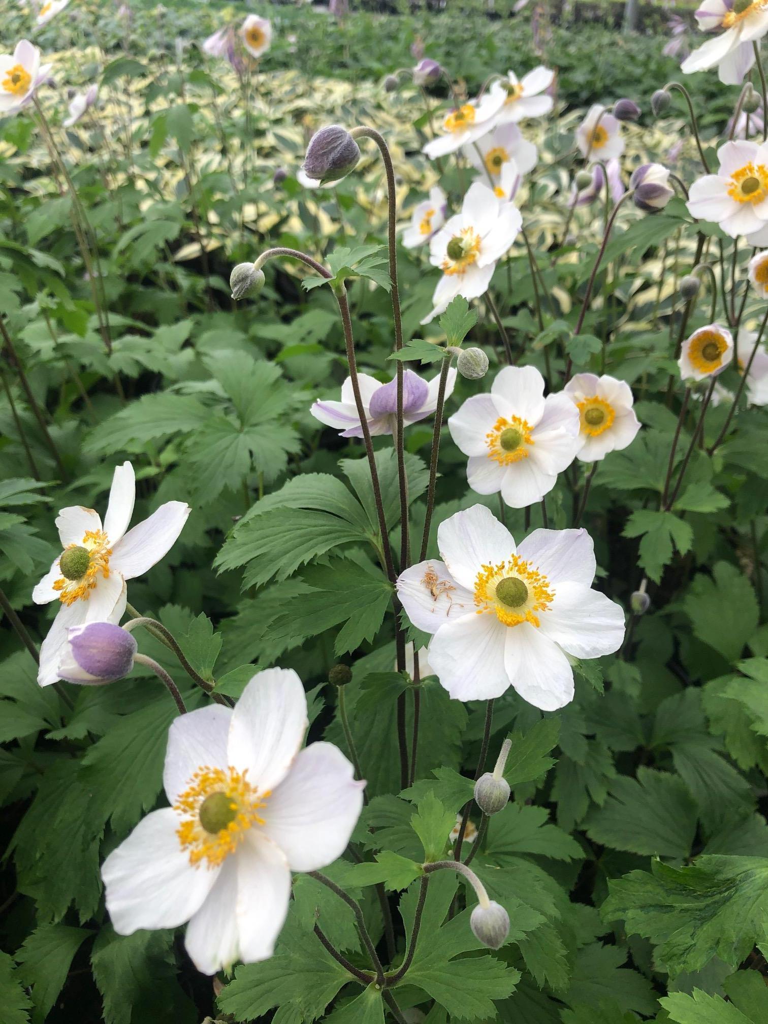 Anemone x hybrida Elfin Swan Windflower