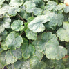 Heuchera sanguinea White Clouds Coral Bells