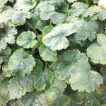 Heuchera sanguinea White Clouds Coral Bells