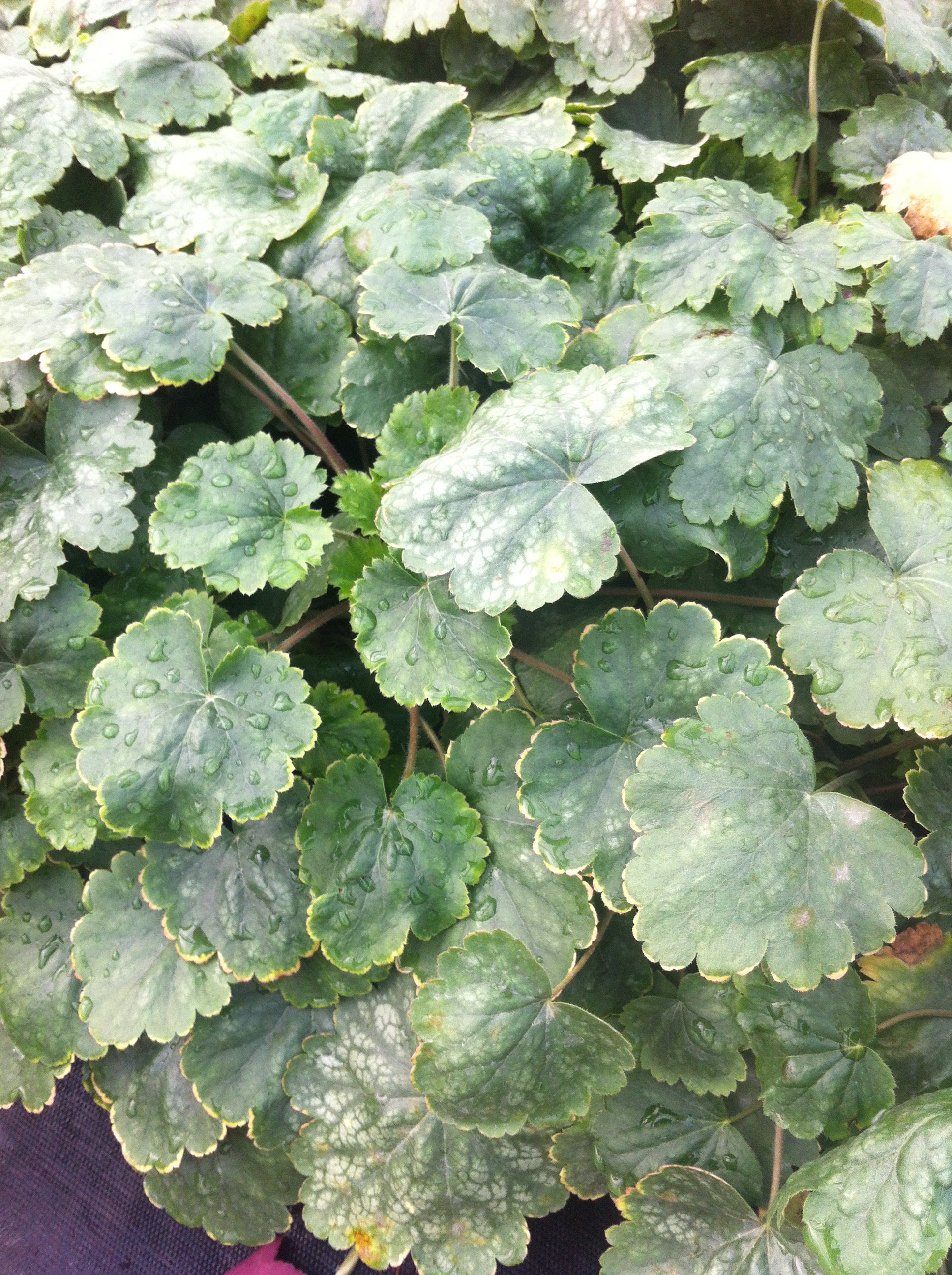 Heuchera sanguinea White Clouds Coral Bells