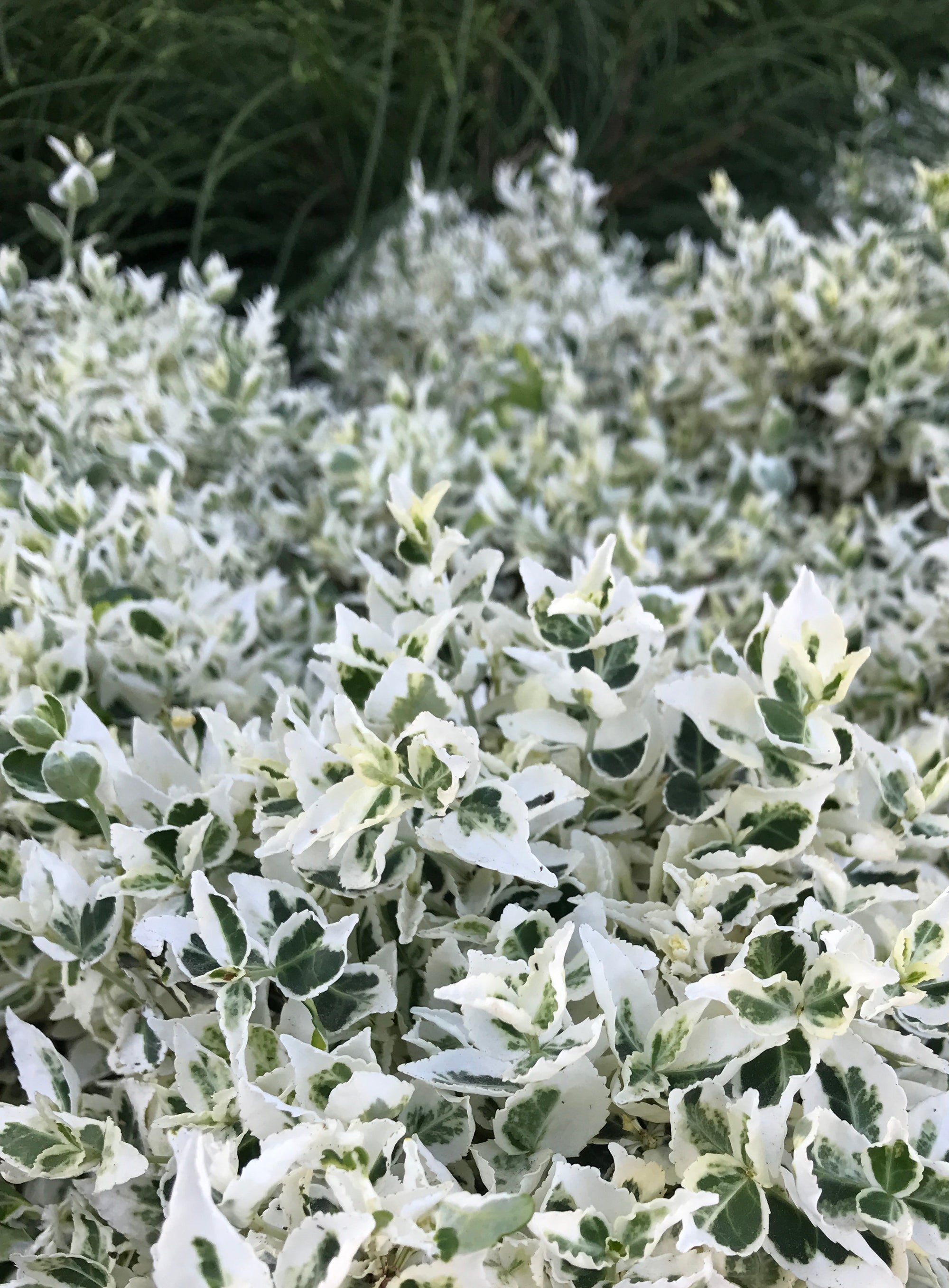 Euonymus fortunei Dan's Delight Dandel PBR Dan's Delight Euonymus