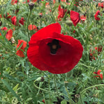 Papaver rhoeas Flanders Field Poppy