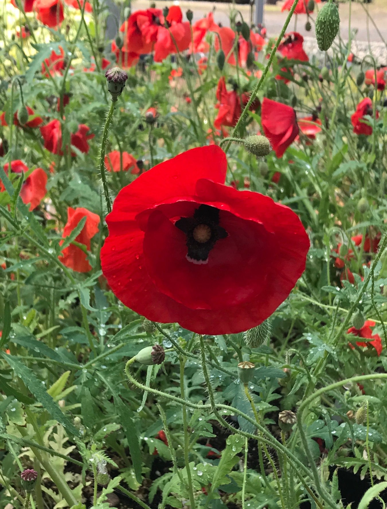 Papaver rhoeas Flanders Field Poppy