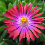 Delosperma cooperi Jewel of the Desert Garnet PP23471 Hardy Ice Plant