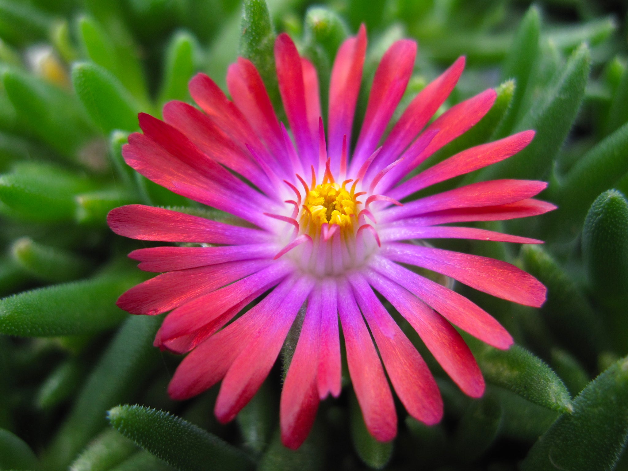 Delosperma cooperi Jewel of the Desert Garnet PP23471 Hardy Ice Plant