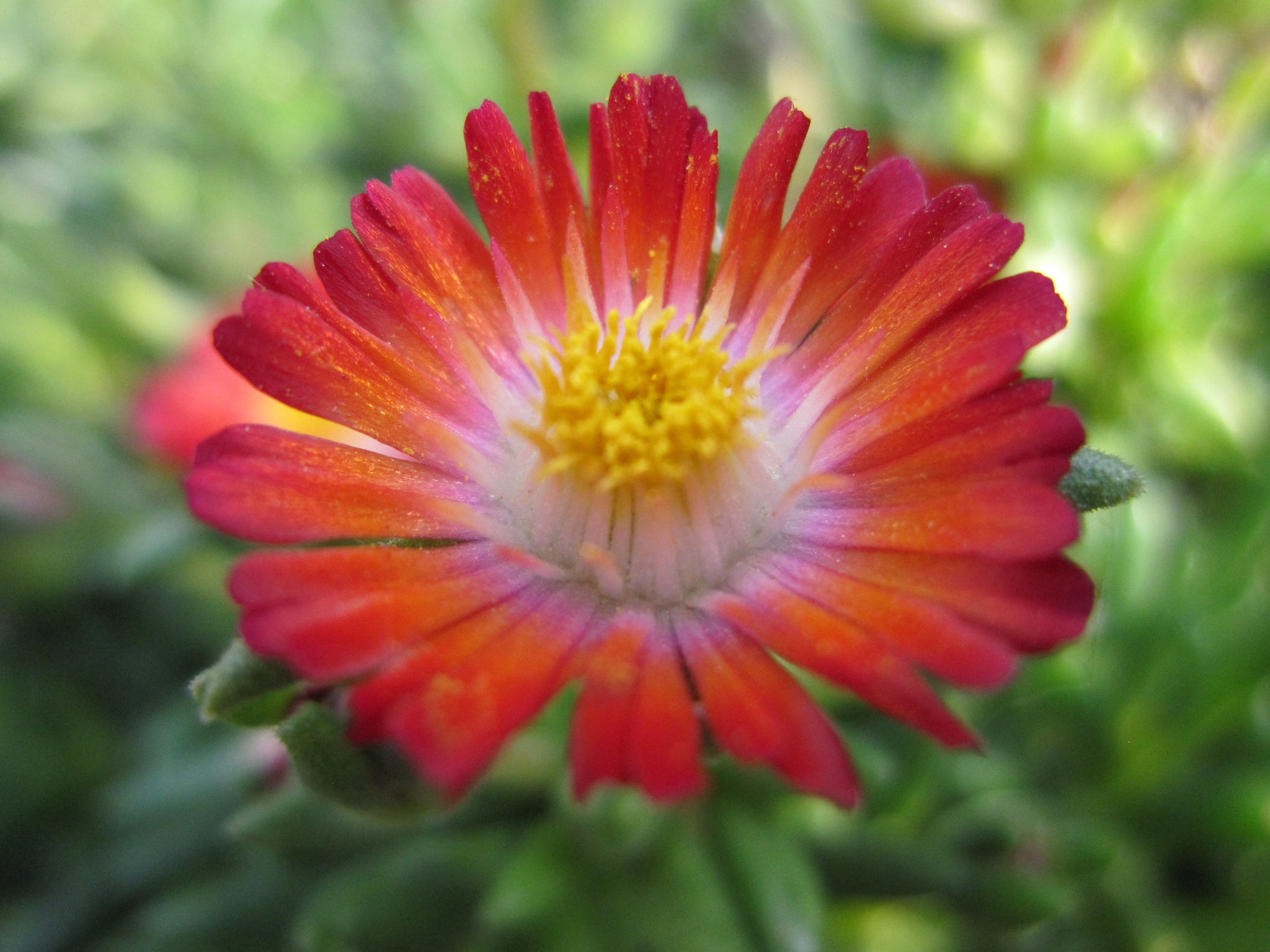 Delosperma cooperi Jewel of the Desert Grenade DSAA13 1 PP27014 Jewel of the Desert Grenade Ice Plant