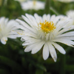 Delosperma cooperi Jewel of the Desert Moon Stone PP23491 Hardy Ice Plant