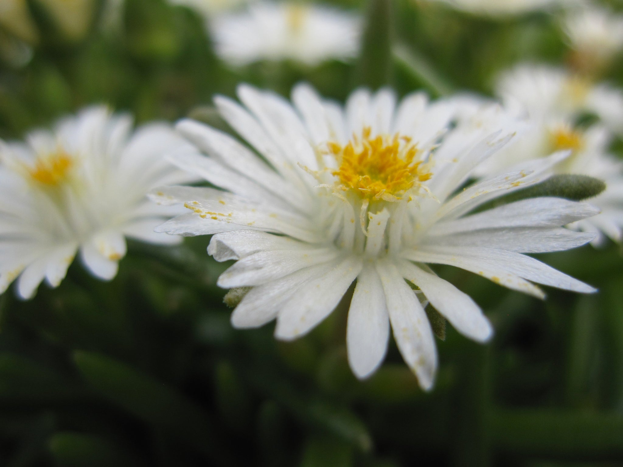 Delosperma cooperi Jewel of the Desert Moon Stone PP23491 Hardy Ice Plant