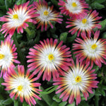 Delosperma cooperi Jewel of the Desert Ruby PP23453 Hardy Ice Plant