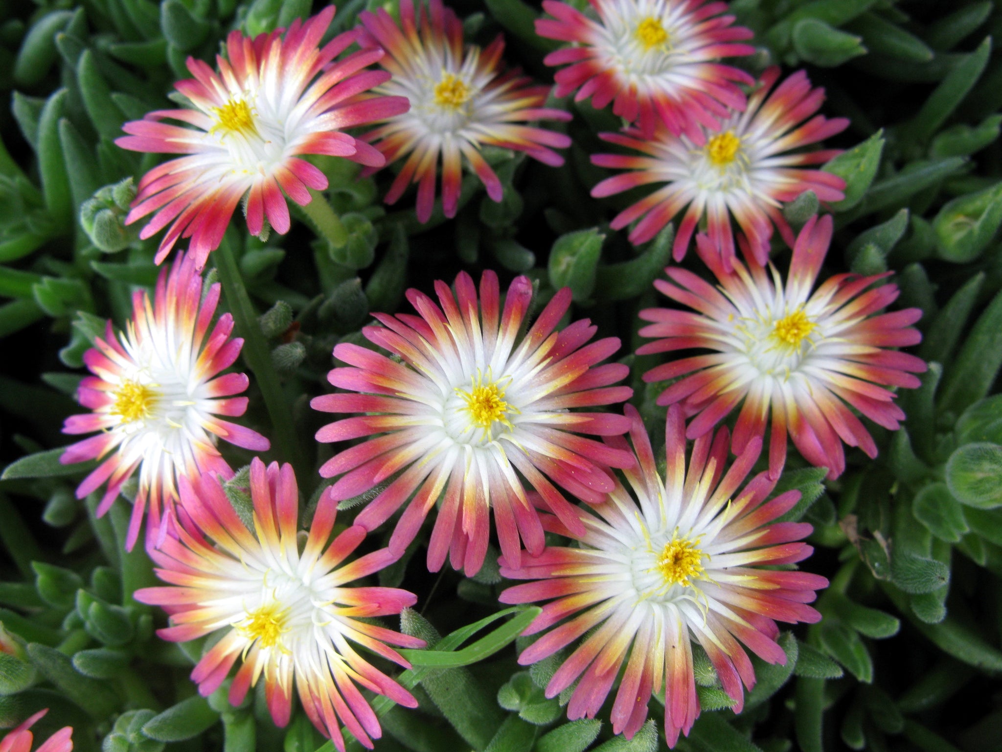 Delosperma cooperi Jewel of the Desert Ruby PP23453 Hardy Ice Plant