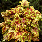 Heucherella x Golden Zebra PP22104, COPF Foamy Bells