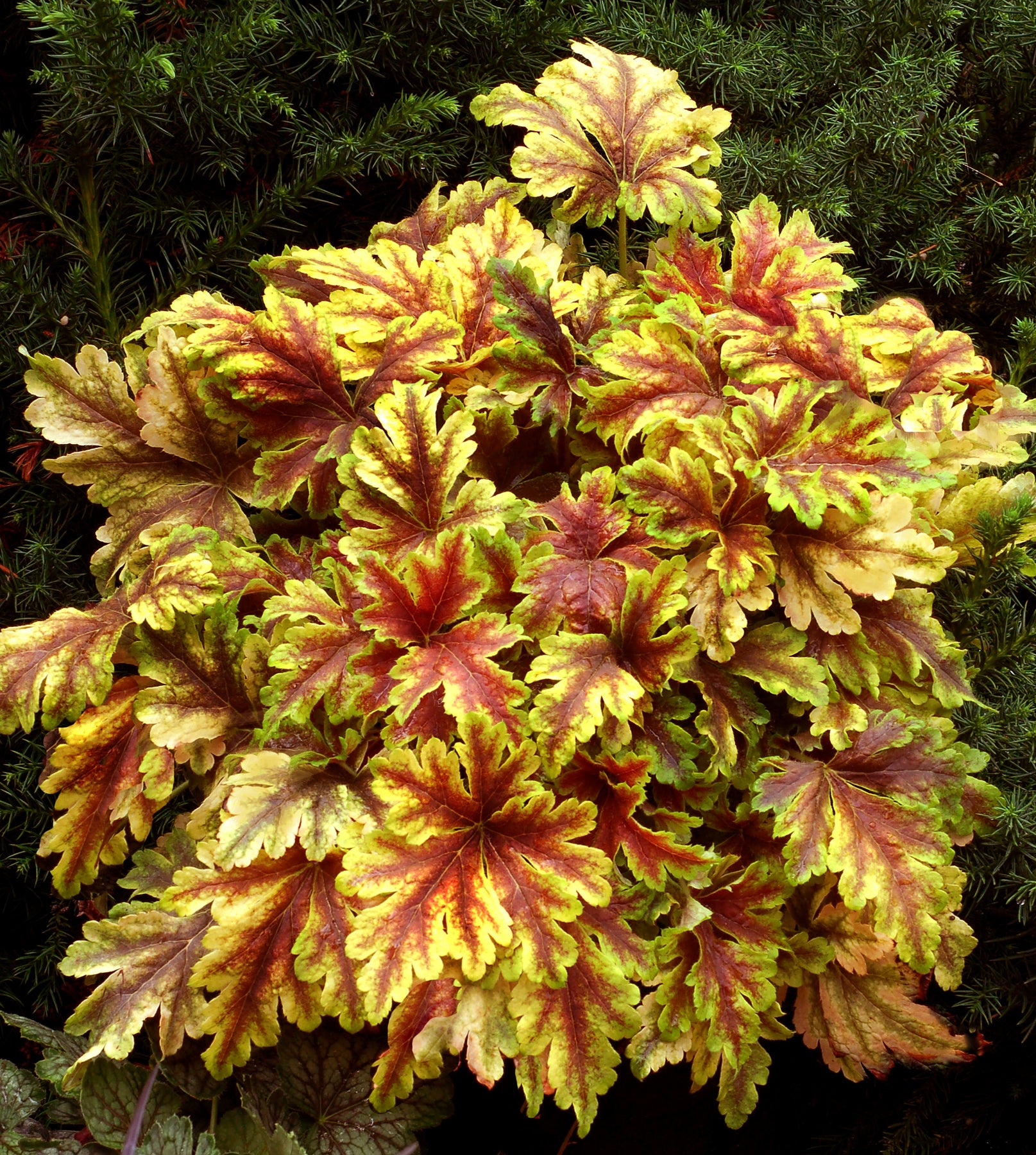 Heucherella x Golden Zebra PP22104, COPF Foamy Bells