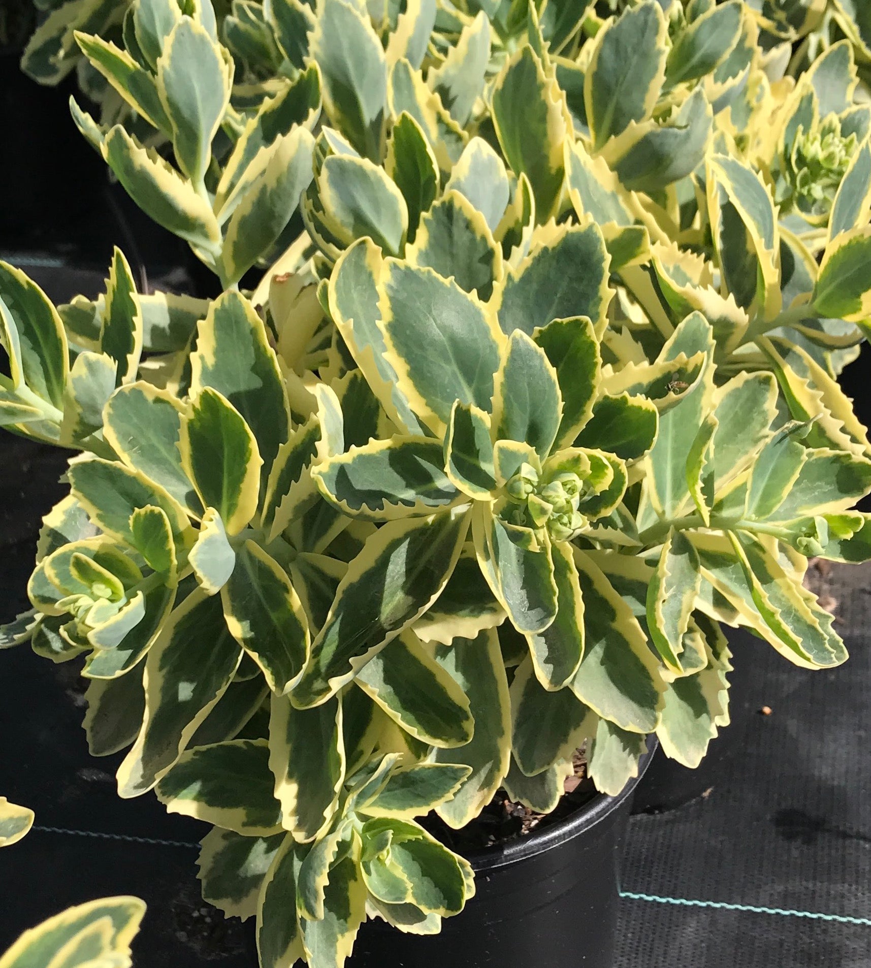 Sedum x Frosted Fire Frosted Fire Stonecrop