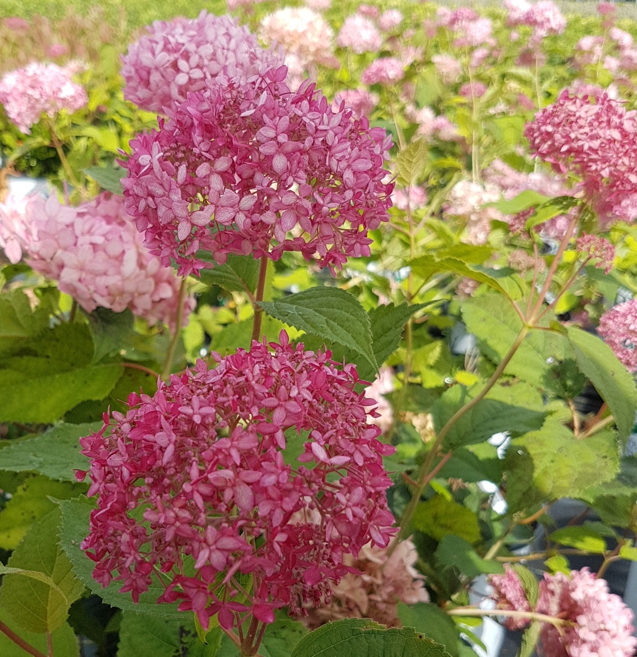 Hydrangea arborescens Invincibelle Spirit II NCHA2 PPAF, CPBRAF Invincibelle Spirit II Hydrangea