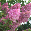 Hydrangea paniculata Strawberry Sundae Rensun PP25438, CPBR4609 Strawberry Sundae Hydrangea