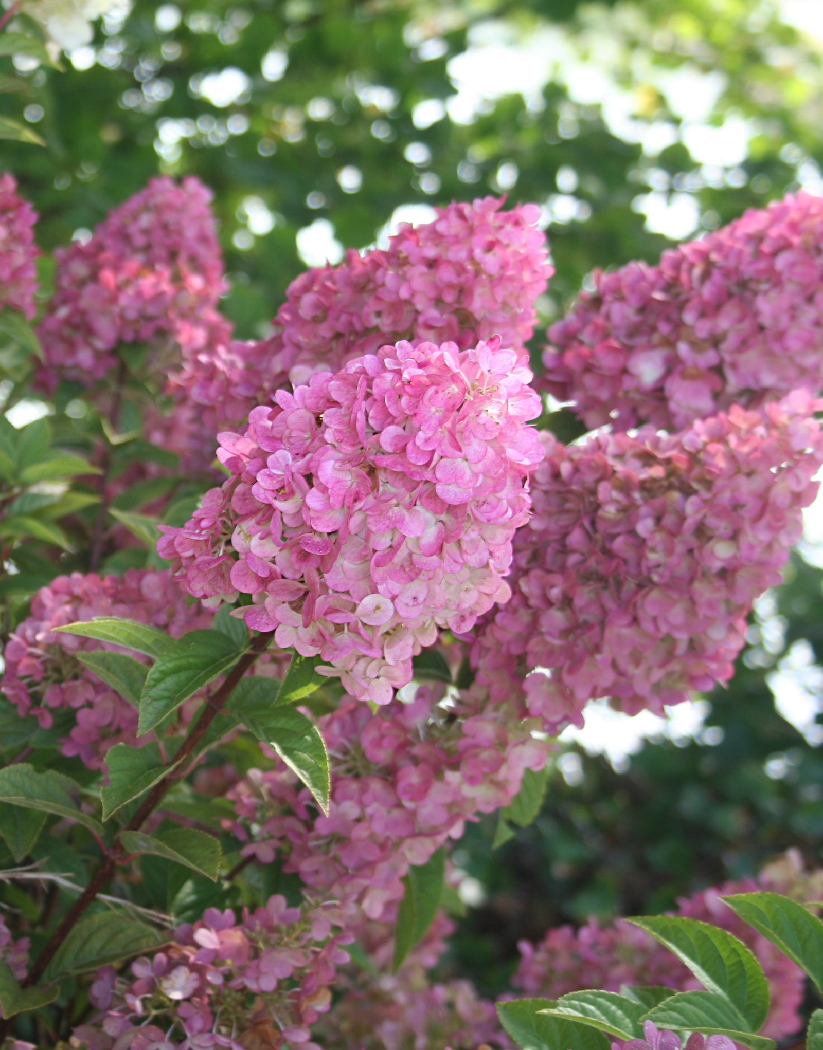 Hydrangea paniculata Strawberry Sundae Rensun PP25438, CPBR4609 Strawberry Sundae Hydrangea