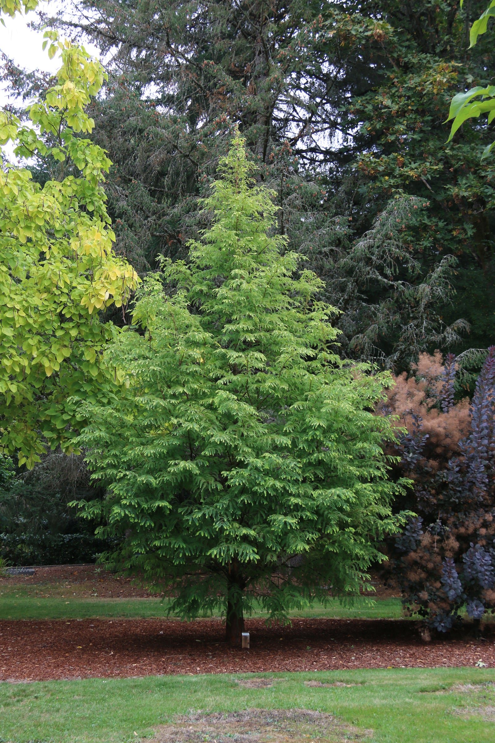 Metasequoia glyptostroboides Jade Prince JFS PN3Legacy Jade Prince Dawn Redwood