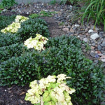 Ajuga tenorii Chocolate Chip Valfredda Bugleweed