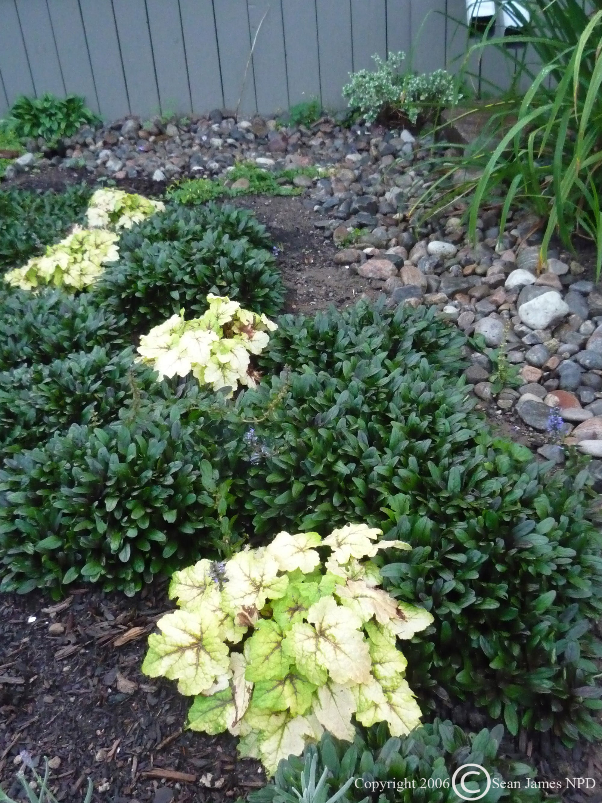 Ajuga tenorii Chocolate Chip Valfredda Bugleweed