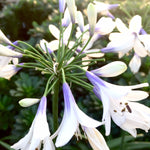 Agapanthus x Twister AMBIC001 PP25519, CPBRAF Twister Lily of the Nile