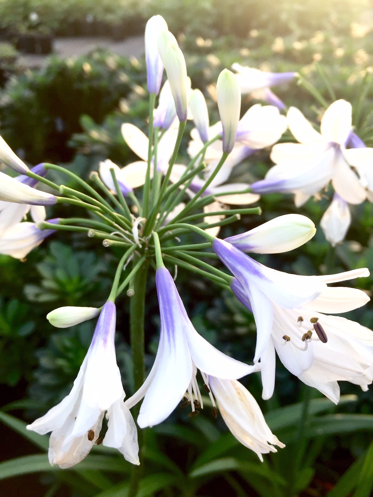 Agapanthus x Twister AMBIC001 PP25519, CPBRAF Twister Lily of the Nile