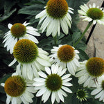 Echinacea x Sombrero Blanco Balsomblanc PPAF Blanco Coneflower