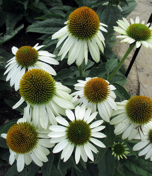 Echinacea x Sombrero Blanco Balsomblanc PPAF Blanco Coneflower