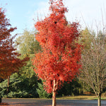 Acer griseum Fireburst JFS KW8AGRI Fireburst Paperbark Maple