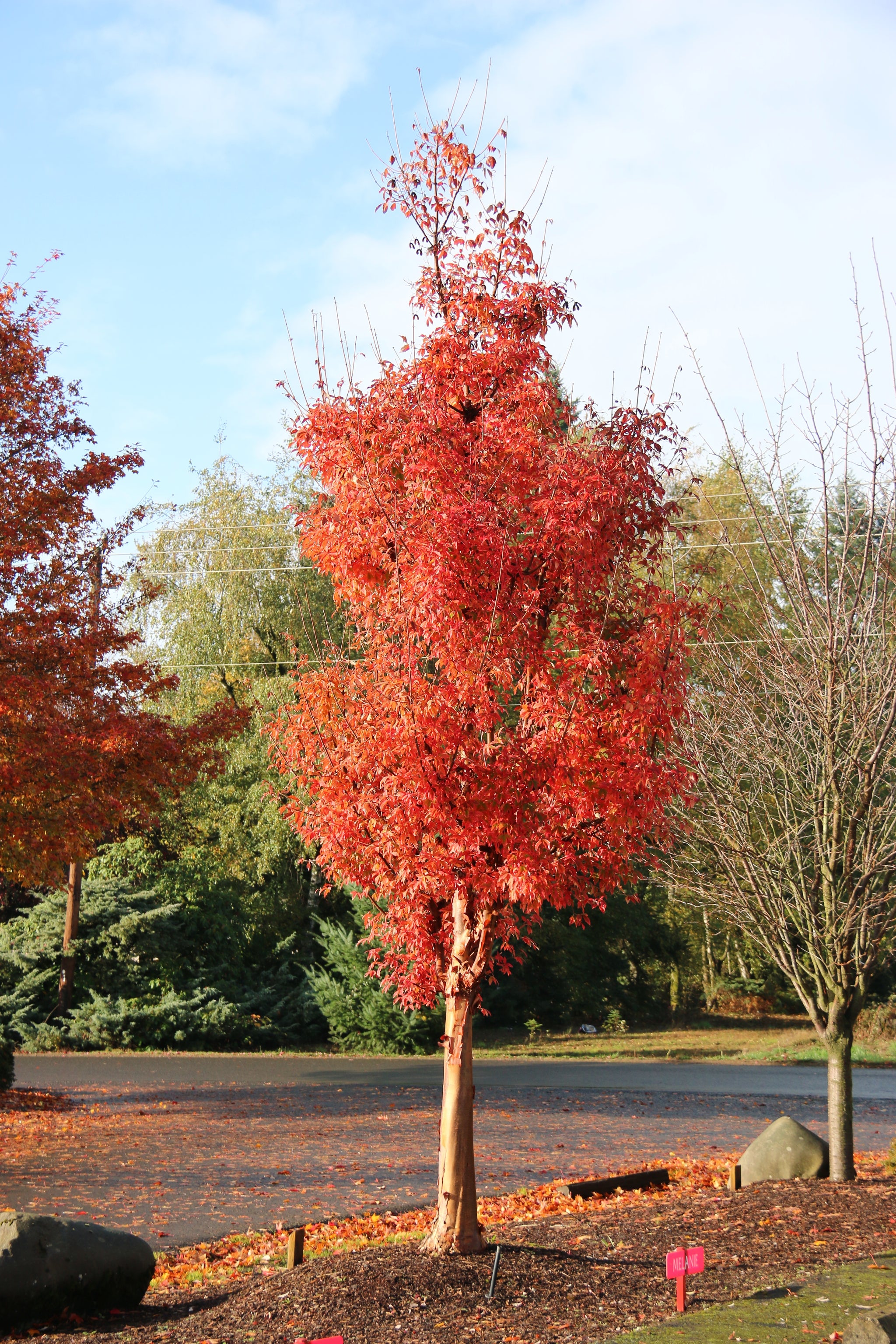 Acer griseum Fireburst JFS KW8AGRI Fireburst Paperbark Maple